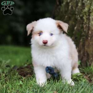 Frisky, Miniature Australian Shepherd Puppy